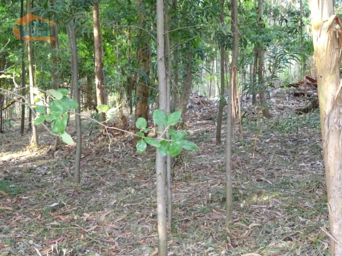 Terreno para Venda em Pedroso e Seixezelo Foto 25