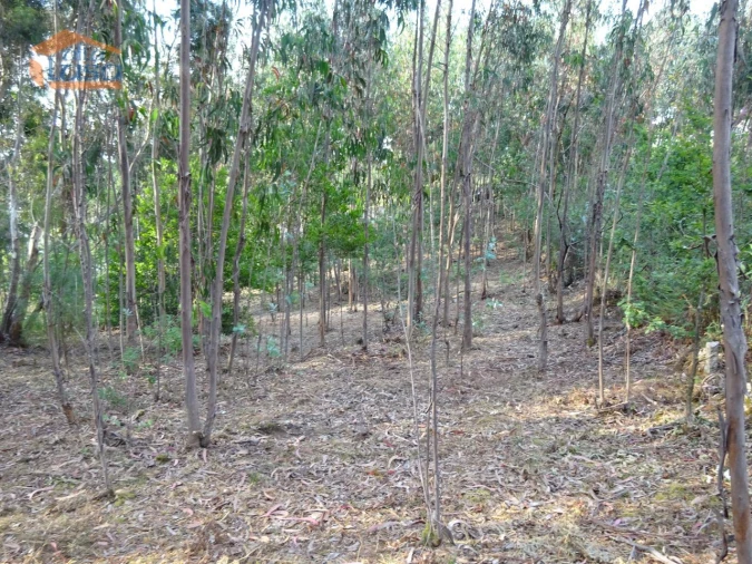 Terreno para Venda em Pedroso e Seixezelo Foto 29
