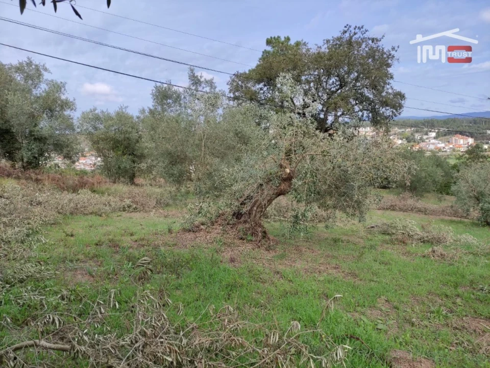 Terreno Agricola ou Rústico para Venda em Seiça Foto 1