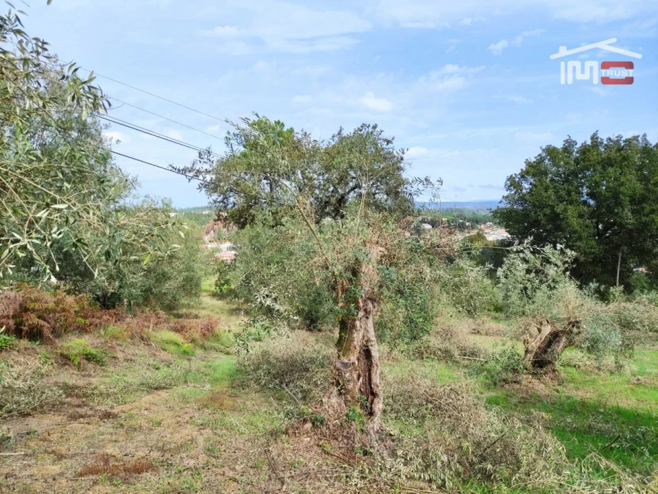 Terreno Agricola ou Rústico para Venda em Seiça Foto 3