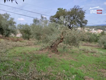 Terreno Agricola ou Rústico para Venda em Seiça