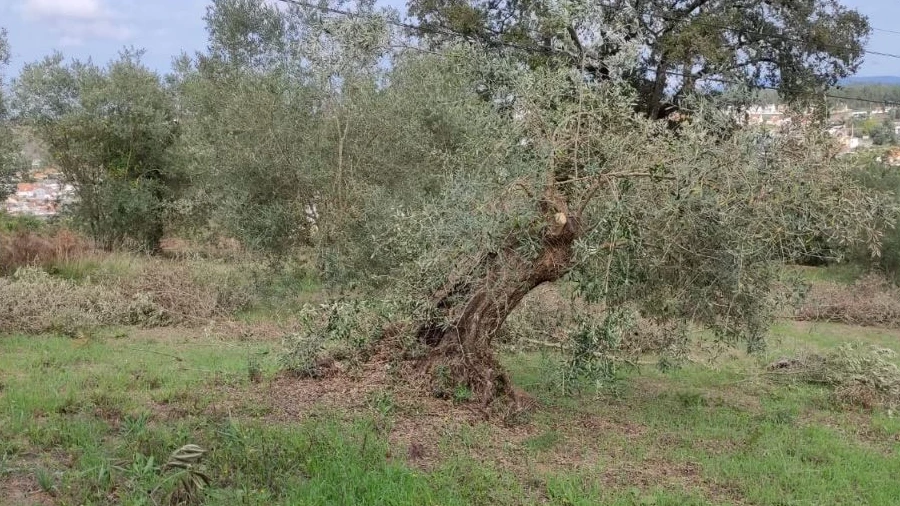 Terreno Agricola ou Rústico para Venda em Seiça