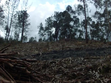 Terreno para Venda em Anissó e Soutelo