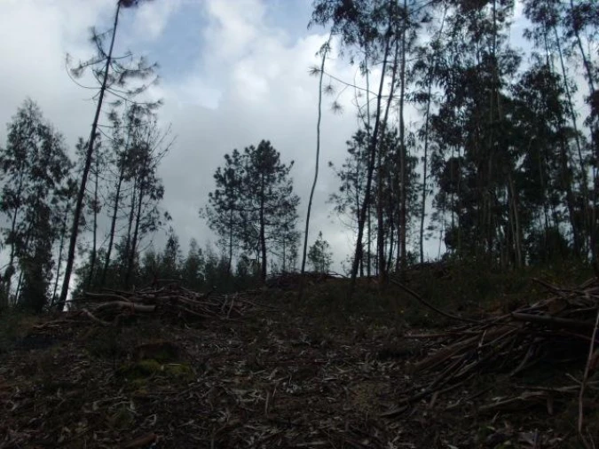Terreno para Venda em Anissó e Soutelo Foto 8
