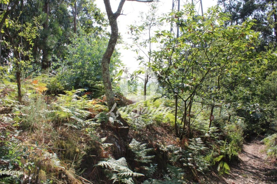 Terreno Agricola ou Rústico para Venda em Galegos (Santa Maria) Foto 5