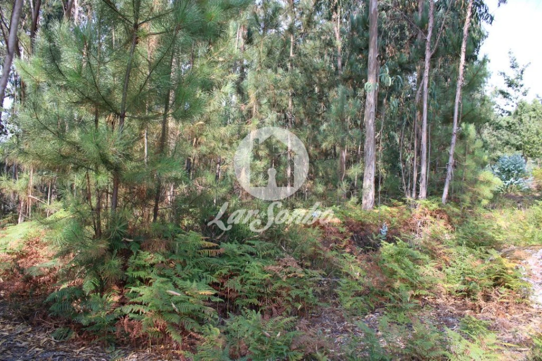 Terreno Agricola ou Rústico para Venda em Galegos (Santa Maria) Foto 7