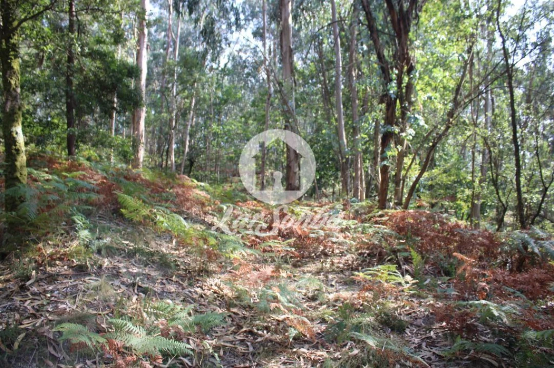 Terreno Agricola ou Rústico para Venda em Galegos (Santa Maria) Foto 10