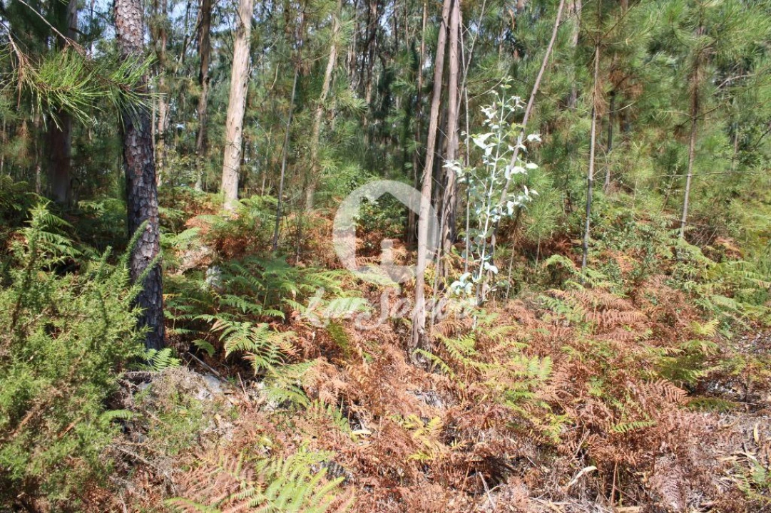 Terreno Agricola ou Rústico para Venda em Galegos (Santa Maria) Foto 16