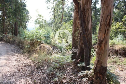 Terreno Agricola ou Rústico para Venda em Galegos (Santa Maria)