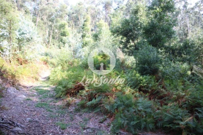 Terreno Agricola ou Rústico para Venda em Galegos (Santa Maria)