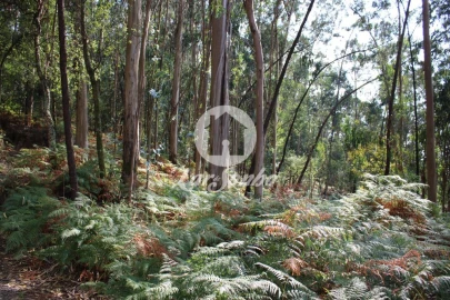 Terreno Agricola ou Rústico para Venda em Galegos (Santa Maria)