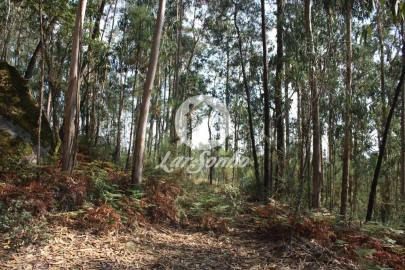 Terreno Agricola ou Rústico para Venda em Galegos (Santa Maria)