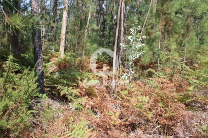 Terreno Agricola ou Rústico para Venda em Galegos (Santa Maria)