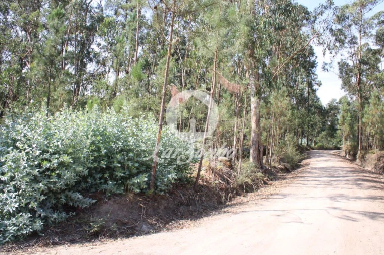 Terreno Agricola ou Rústico para Venda em Galegos (Santa Maria) Foto 4