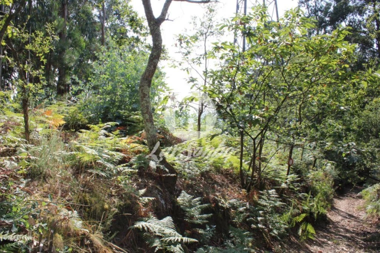 Terreno Agricola ou Rústico para Venda em Galegos (Santa Maria) Foto 5