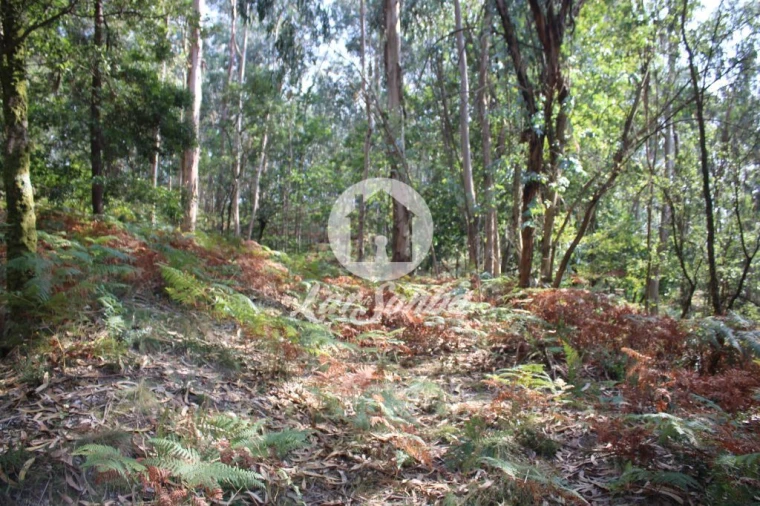 Terreno Agricola ou Rústico para Venda em Galegos (Santa Maria) Foto 10