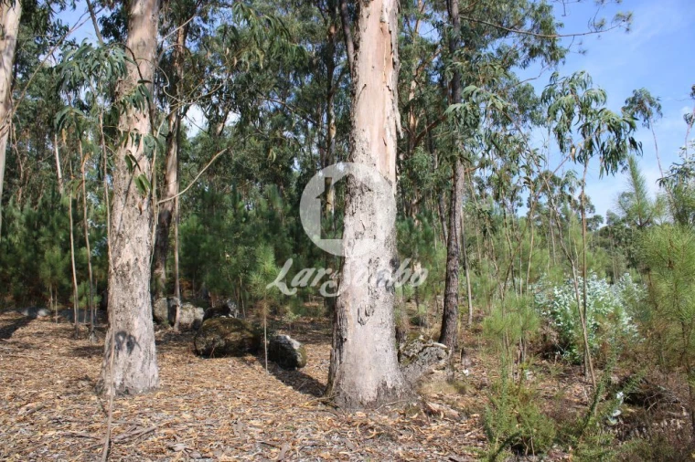 Terreno Agricola ou Rústico para Venda em Galegos (Santa Maria) Foto 15