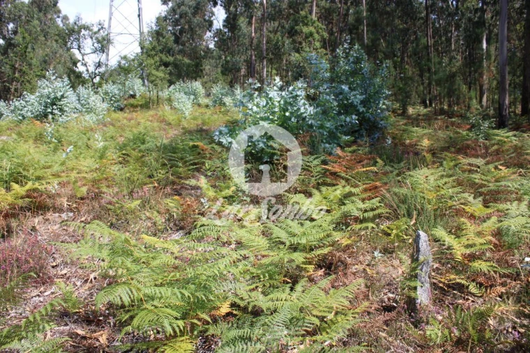 Terreno Agricola ou Rústico para Venda em Galegos (Santa Maria) Foto 17