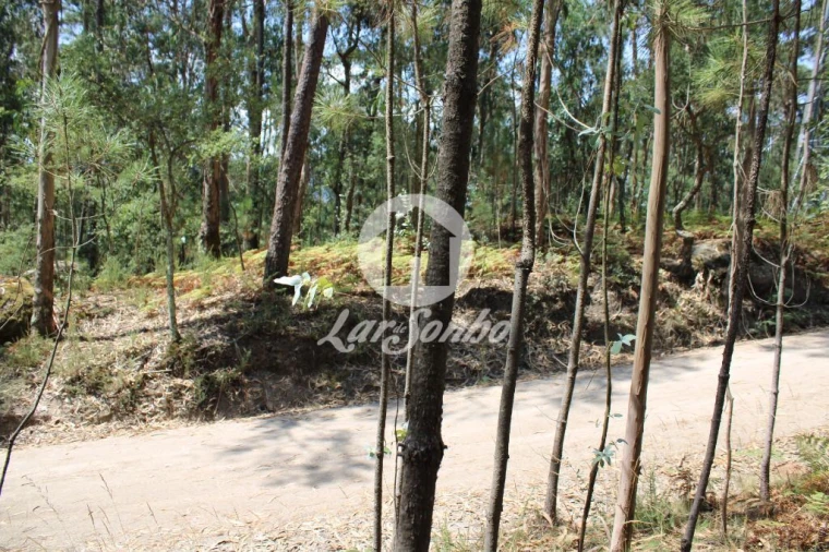 Terreno Agricola ou Rústico para Venda em Galegos (Santa Maria) Foto 18