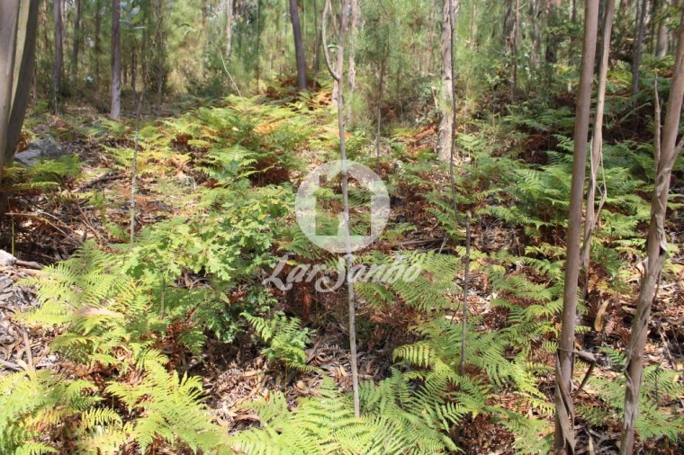 Terreno Agricola ou Rústico para Venda em Galegos (Santa Maria) Foto 20