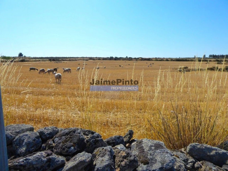 Terreno Agricola ou Rústico para Venda em Figueira de Castelo Rodrigo Foto 1
