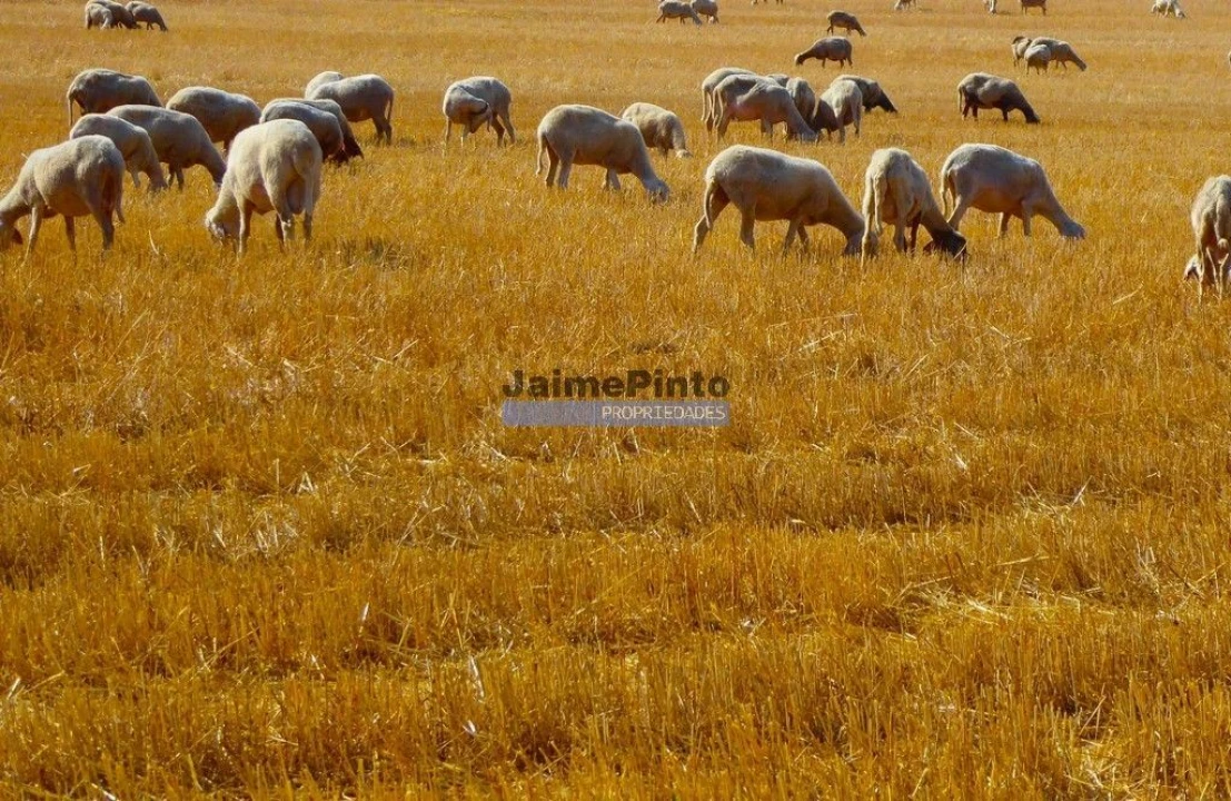 Terreno Agricola ou Rústico para Venda em Figueira de Castelo Rodrigo Foto 2
