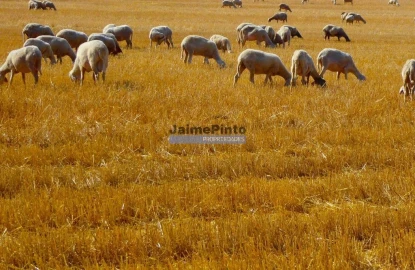 Terreno Agricola ou Rústico para Venda em Figueira de Castelo Rodrigo