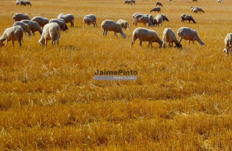 Terreno Agricola ou Rústico para Venda em Figueira de Castelo Rodrigo Foto 2