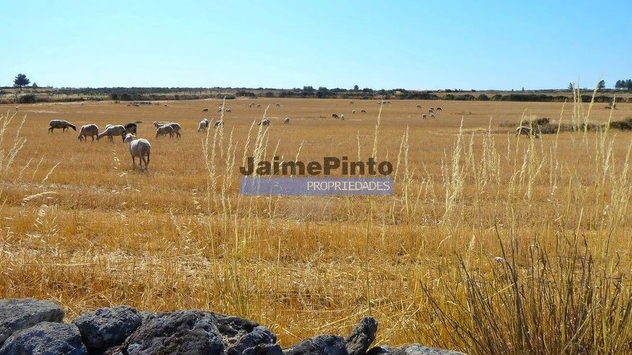 Terreno Agricola ou Rústico para Venda em Figueira de Castelo Rodrigo