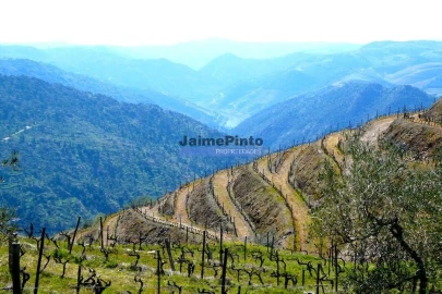 Terreno Agricola ou Rústico para Venda em Castanheiro do Norte e Ribalonga