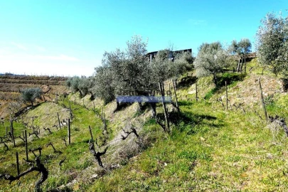 Terreno Agricola ou Rústico para Venda em Castanheiro do Norte e Ribalonga
