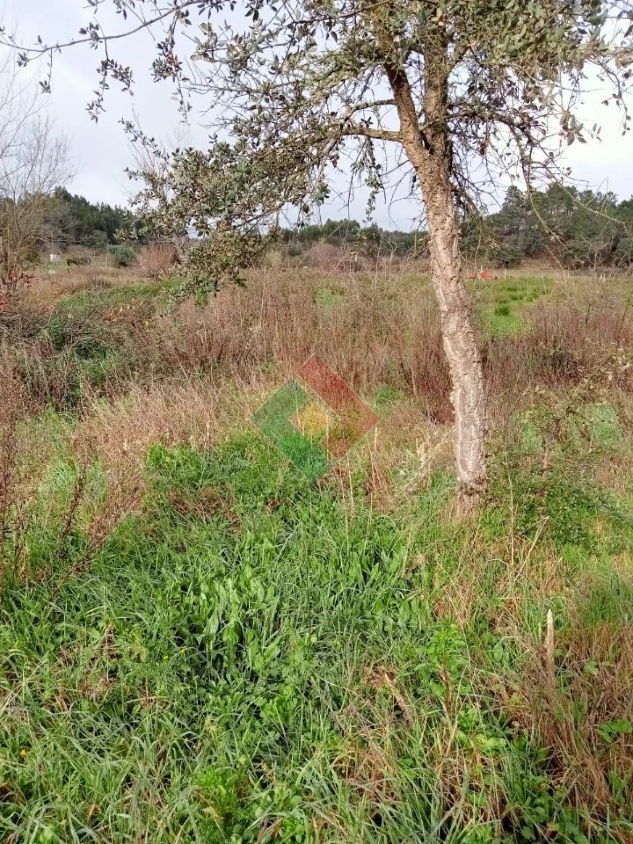 Terreno Agricola ou Rústico para Venda em Longomel Foto 4