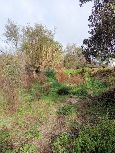 Terreno Agricola ou Rústico para Venda em Longomel