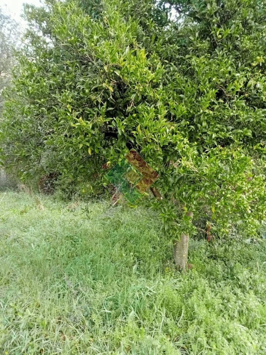 Terreno Agricola ou Rústico para Venda em Longomel Foto 10