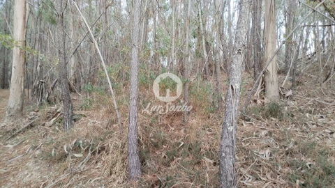 Terreno Agricola ou Rústico para Venda em Vilar da Veiga