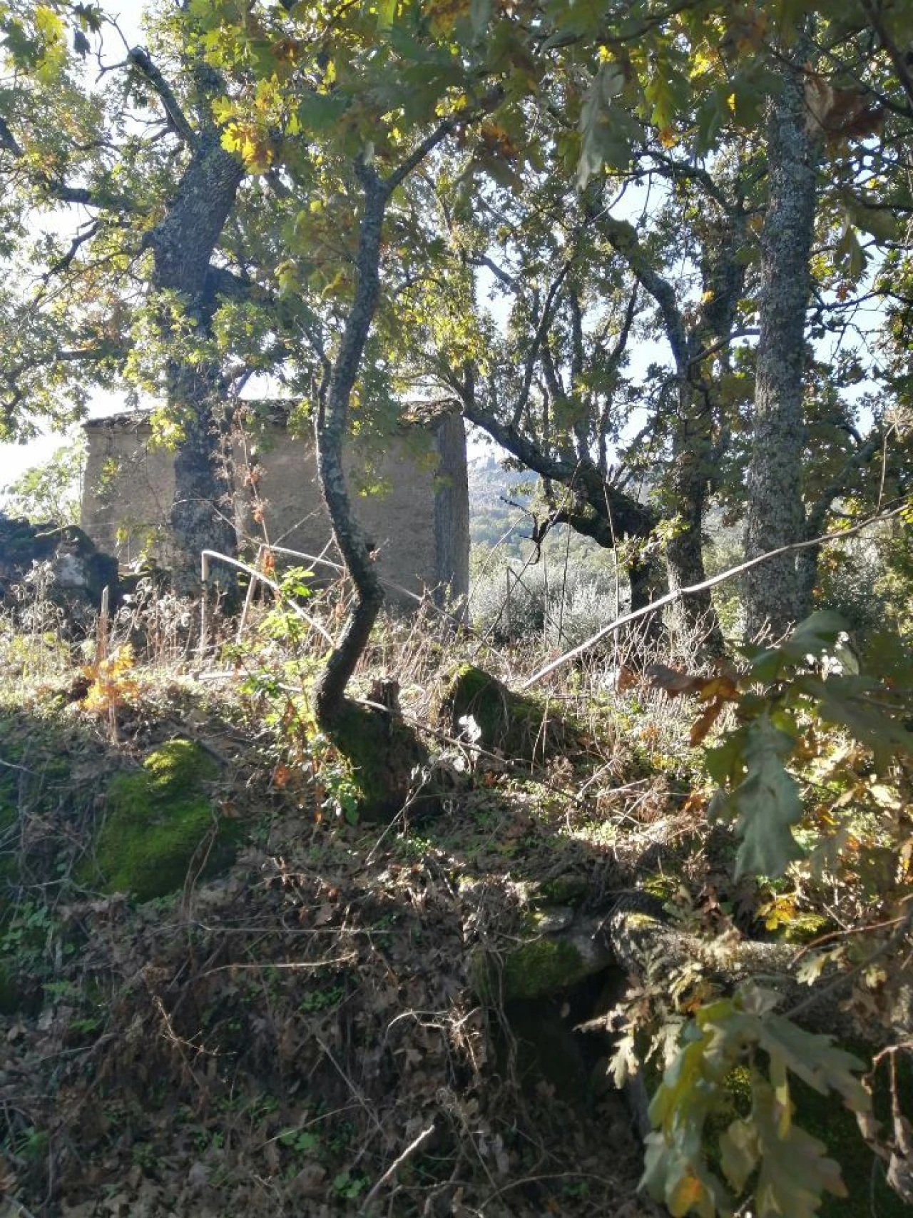 Quinta T0 para Venda em Santo Antonio das Areias Foto 6