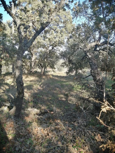 Quinta T0 para Venda em Santo Antonio das Areias
