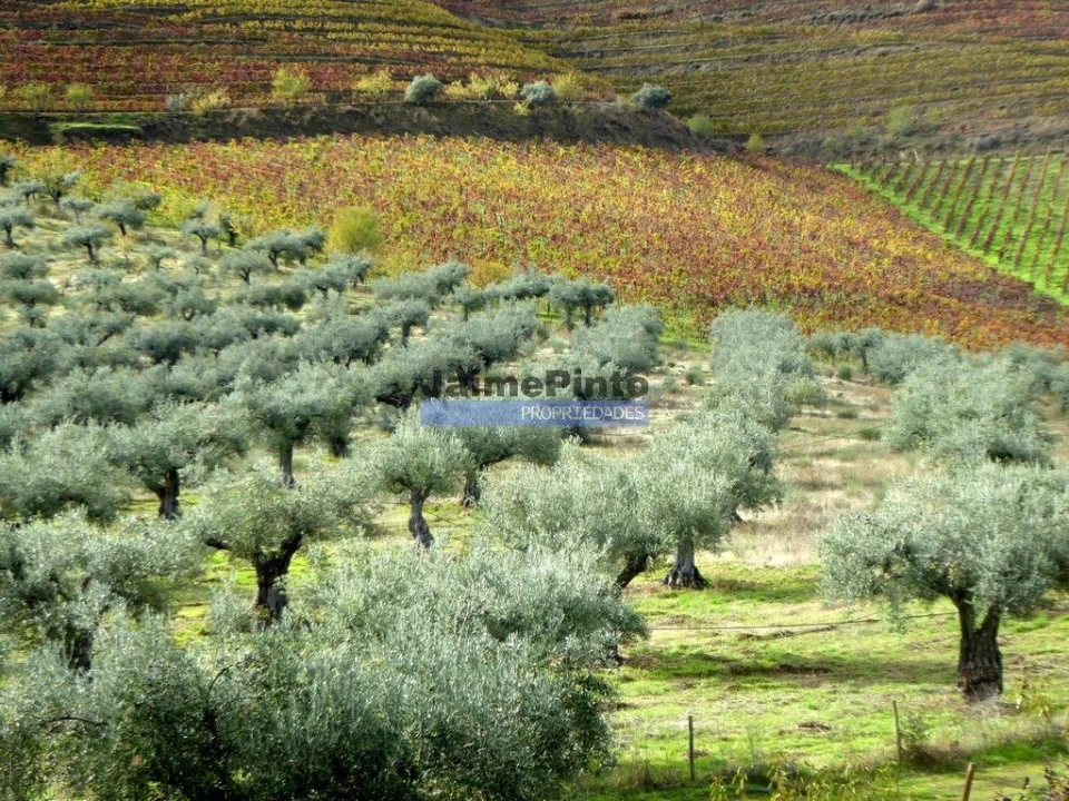 Terreno Agricola ou Rústico para Venda em Vila Nova de Foz Côa Foto 6