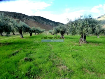 Terreno Agricola ou Rústico para Venda em Vila Nova de Foz Côa