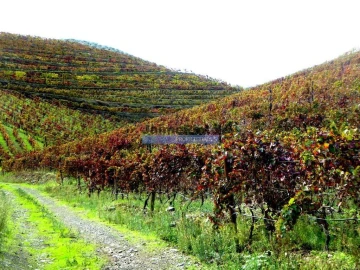 Terreno Agricola ou Rústico para Venda em Vila Nova de Foz Côa