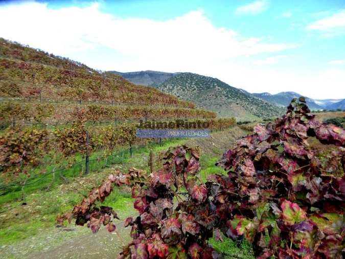 Terreno Agricola ou Rústico para Venda em Vila Nova de Foz Côa Foto 7
