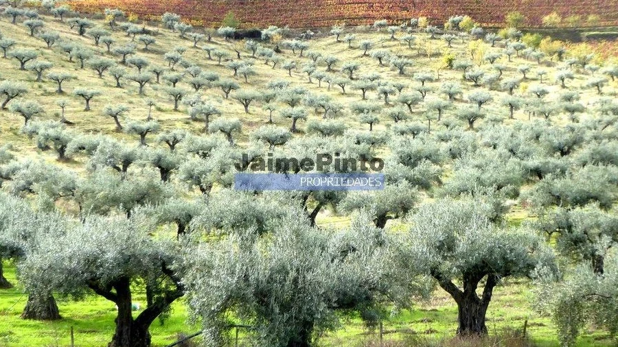 Terreno Agricola ou Rústico para Venda em Vila Nova de Foz Côa