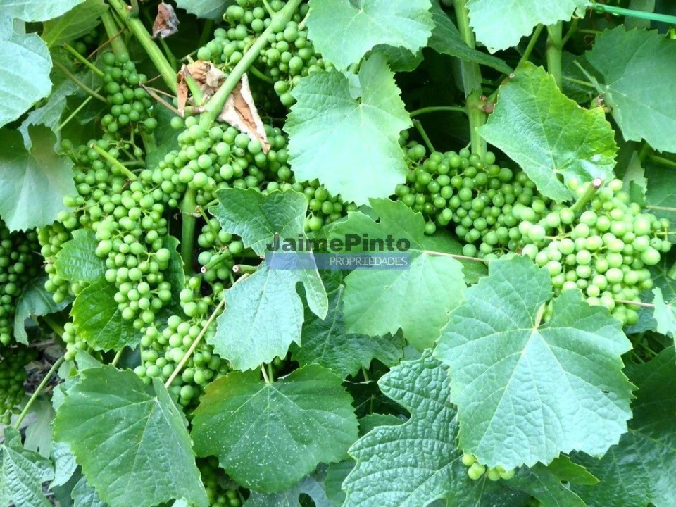 Terreno Agricola ou Rústico para Venda em São João da Pesqueira e Várzea de Trevões Foto 6