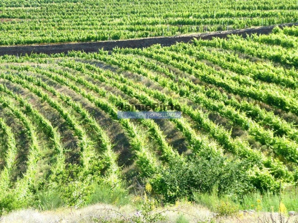 Terreno Agricola ou Rústico para Venda em São João da Pesqueira e Várzea de Trevões Foto 8