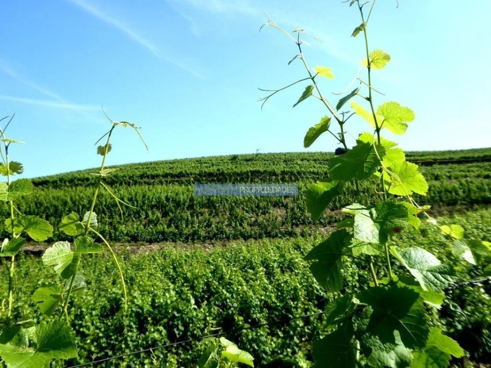 Terreno Agricola ou Rústico para Venda em São João da Pesqueira e Várzea de Trevões Foto 9