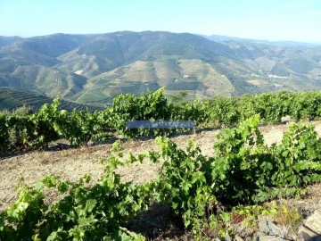 Terreno Agricola ou Rústico para Venda em São João da Pesqueira e Várzea de Trevões