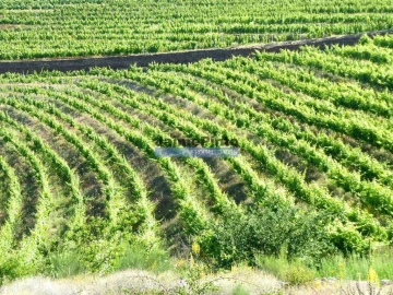 Terreno Agricola ou Rústico para Venda em São João da Pesqueira e Várzea de Trevões