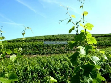 Terreno Agricola ou Rústico para Venda em São João da Pesqueira e Várzea de Trevões