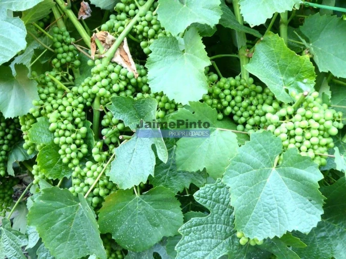 Terreno Agricola ou Rústico para Venda em São João da Pesqueira e Várzea de Trevões Foto 6