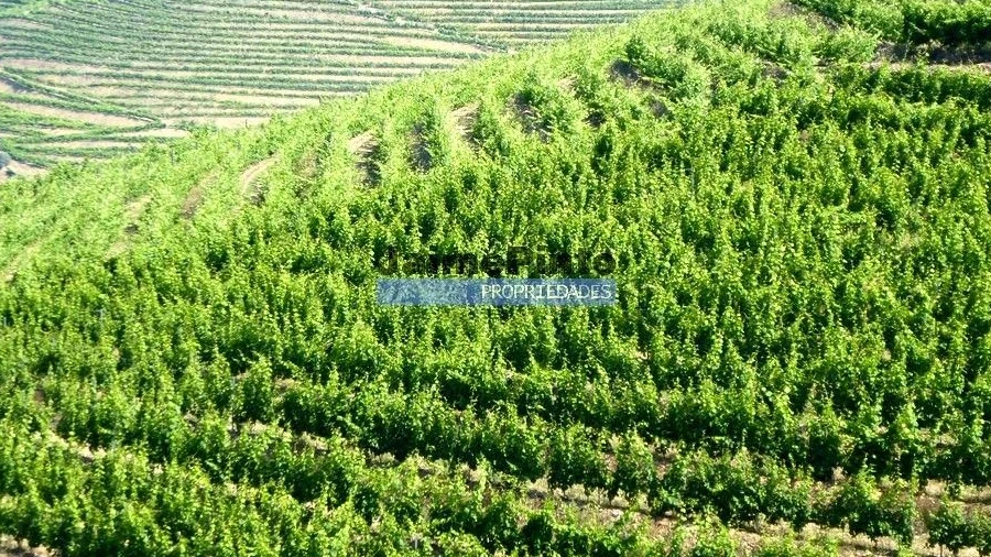 Terreno Agricola ou Rústico para Venda em São João da Pesqueira e Várzea de Trevões